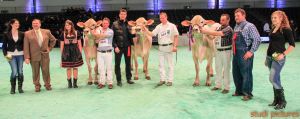 Swiss Expo Brown Swiss-167
